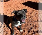 Small Photo #26 American Staffordshire Terrier Puppy For Sale in Kanab, UT, USA