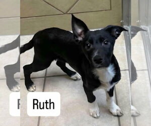 Mutt Dogs for adoption in New London, WI, USA