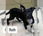 Ruth - Female Mutt Dog for Adoption - Small photo