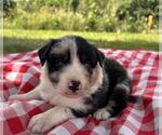 Small #8 Australian Shepherd
