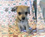 Small #9 Chihuahua Mix