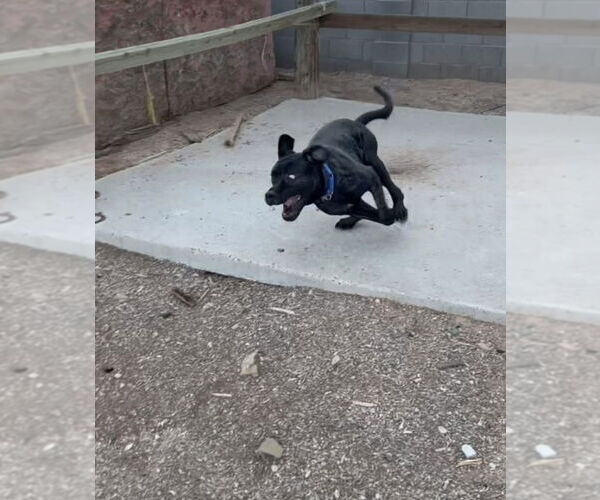 Medium Photo #15 Mastiff Puppy For Sale in Goodyear, AZ, USA