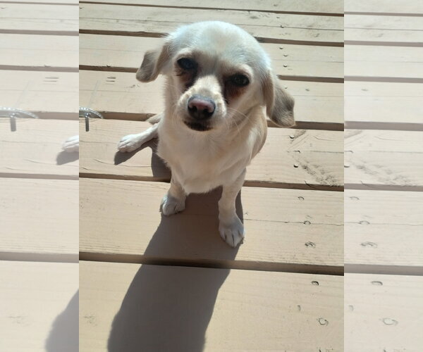 Medium Photo #1 Chihuahua-Unknown Mix Puppy For Sale in Apple Valley, CA, USA