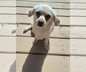 Chihuahua-Unknown Mix Dogs for adoption in Apple Valley, CA, USA