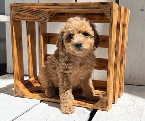 Medium Photo #1 Poodle (Miniature) Puppy For Sale in CURTISS, WI, USA