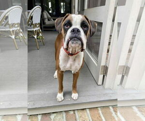 Boxer Dogs for adoption in Dumont, NJ, USA