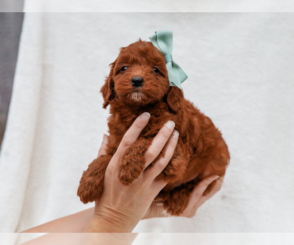 Medium Photo #3 Cavapoo (Miniature)-Poodle (Toy) Mix Puppy For Sale in LIBERTY, KY, USA