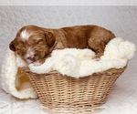 Puppy 4 Australian Labradoodle