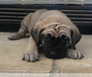 Mastiff Puppy for sale in HESPERIA, CA, USA