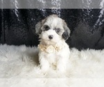 Small Photo #140 Maltipoo Puppy For Sale in WARSAW, IN, USA