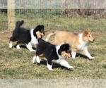 Small Photo #3 Collie Puppy For Sale in DANVILLE, PA, USA