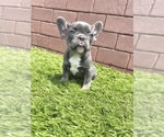 Small Photo #98 French Bulldog Puppy For Sale in CHICAGO, IL, USA