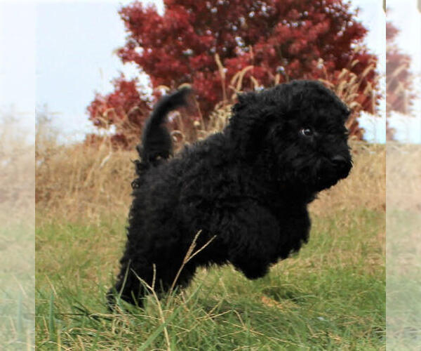 Medium Photo #11 Goldendoodle-Poodle (Miniature) Mix Puppy For Sale in HOLDEN, MO, USA