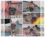 Small Photo #29 French Bulldog Puppy For Sale in MCKINLEYVILLE, CA, USA