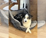 Small Photo #1 Miniature Australian Shepherd Puppy For Sale in SAINT CLOUD, MN, USA