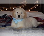 Puppy 5 English Cream Golden Retriever