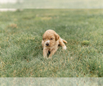 Small Photo #9 Goldendoodle Puppy For Sale in FREDERICA, DE, USA