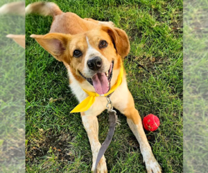 Labrador Retriever-Unknown Mix Dogs for adoption in Brooklyn Center, MN, USA