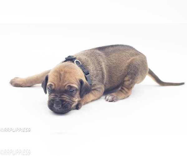 View Ad: Rhodesian Ridgeback Litter of Puppies for Sale near Arizona, RIO VERDE, USA. ADN-234457