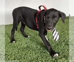 Small Photo #2 Borador Puppy For Sale in San Diego, CA, USA