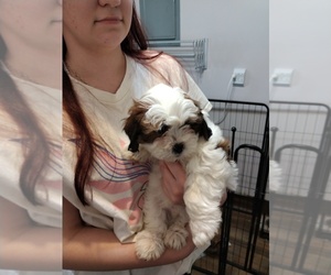 Poodle (Miniature)-ShihPoo Mix Puppy for sale in MONROE, NC, USA