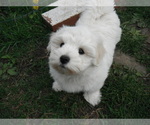 Small Photo #19 Coton de Tulear Puppy For Sale in COLUMBIA, MO, USA