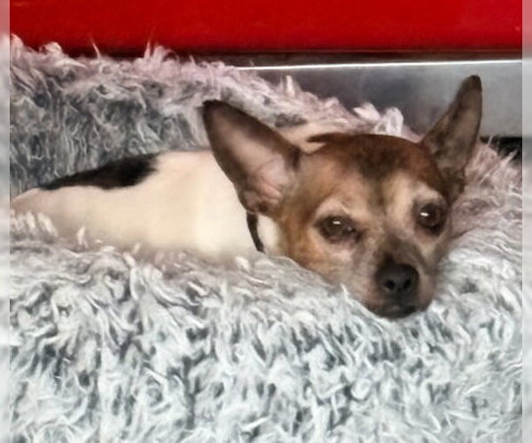 Medium Photo #2 Chihuahua-Unknown Mix Puppy For Sale in Ventura, CA, USA