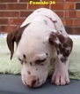 Small Photo #25 Dalmatian Puppy For Sale in ELKMONT, AL, USA