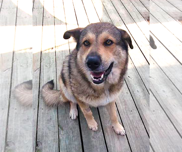 Medium Photo #5 German Shepherd Dog Puppy For Sale in Murfreesboro, NC, USA