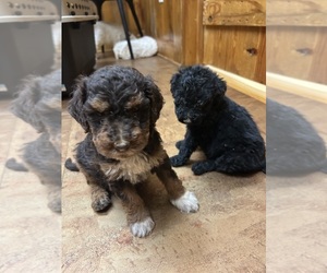 Aussiedoodle Puppy for Sale in TEMPLE, Georgia USA
