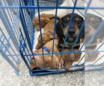 Small Dachshund