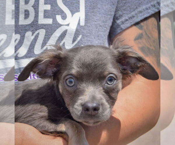 Medium Photo #2 Chion Puppy For Sale in Huntley, IL, USA