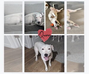 Mutt Dogs for adoption in Fort Collins, CO, USA