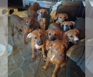 Mastiff-Unknown Mix Dogs for adoption in Vail, AZ, USA