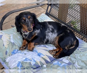 Mother of the Dachshund puppies born on 07/26/2025