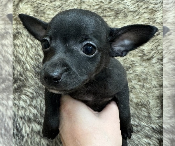 Medium Photo #2 Rat Terrier Puppy For Sale in WHITAKERS, NC, USA