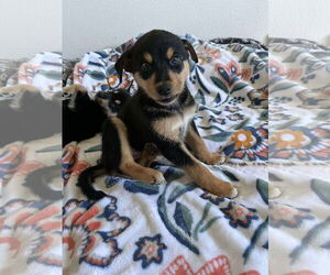 Australian Shepherd-Huskies Mix Dogs for adoption in Chinook, MT, USA