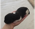 Small Photo #17 Akita Puppy For Sale in STRAFFORD, MO, USA