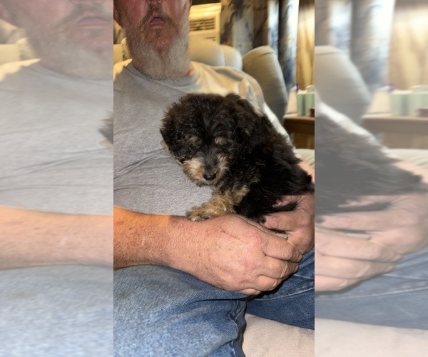 Medium Photo #4 Aussie-Poo Puppy For Sale in EARLE, AR, USA