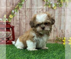 Shih Tzu Puppy for sale in ARTHUR, IL, USA