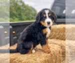 Small #2 Bernese Mountain Dog