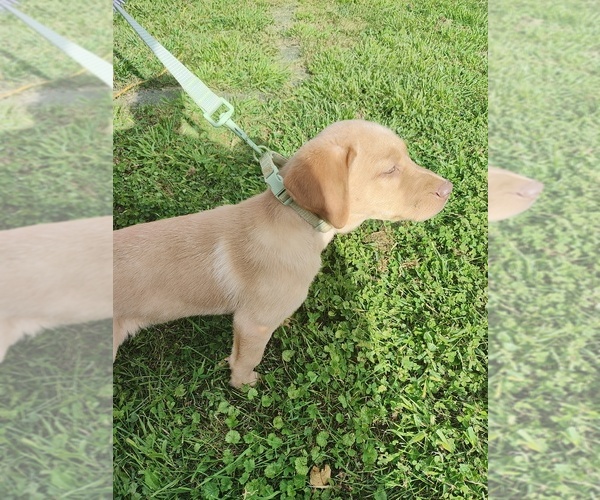 Medium Photo #1 Labrador Retriever Puppy For Sale in DODGEVILLE, WI, USA