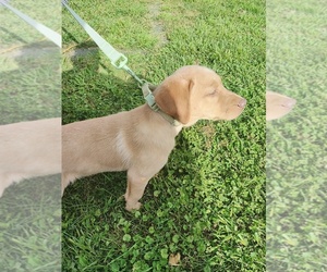 Labrador Retriever Puppy for sale in DODGEVILLE, WI, USA