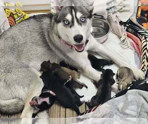 Mother of the Gerberian Shepsky puppies born on 12/17/2025