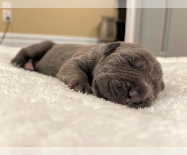 Medium Photo #1 Cane Corso Puppy For Sale in HAUPPAUGE, NY, USA