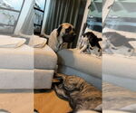 Small #1 Mastiff