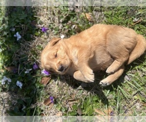 Golden Retriever Puppy for sale in INMAN, SC, USA