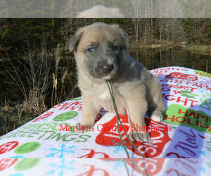 German Shepherd Dog Puppy for sale in PIEDMONT, MO, USA