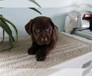 Labrador Retriever Puppy for sale in DAYTON, OH, USA
