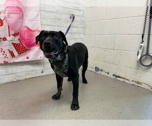 Mutt Dogs for adoption in San Bernardino, CA, USA